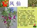 5《凤仙花》 课件