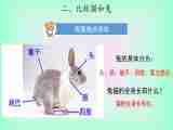 2.5 《猫和兔 》课件+素材