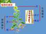 《植物体的结构层次》课件