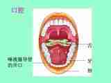 苏科版七上生物 3.5.4人体对食物的消化吸收 课件 (25张PPT)