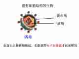 2.3 生物体的结构层次（3课时）