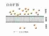 高中生物北师大版必修一第三章3.3 物质在细胞内的运转 课件教案