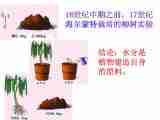 高中生物北师大版必修一第四章4.2.2 光能的转换—光合作用 课件+教案（1）