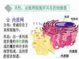 高中生物浙科版必修1 分子与细胞第二章 细胞的结构第三节 细胞质课件