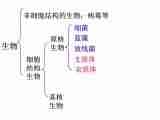 高中生物苏教版必修一第三章第2节 细胞的类型和结构