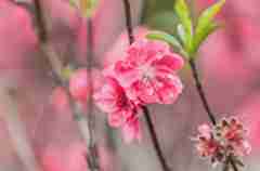 莲花山桃花林桃花朵朵开