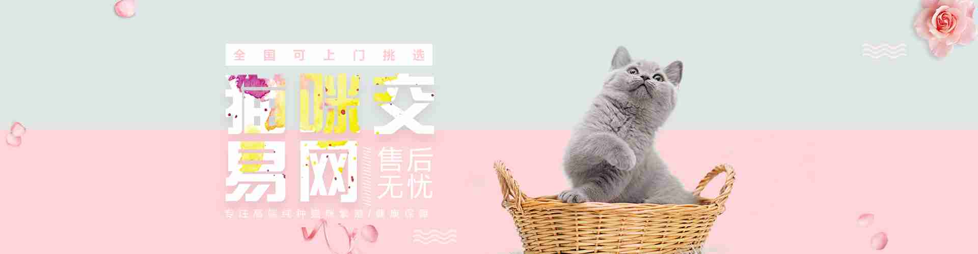 猫咪交易网